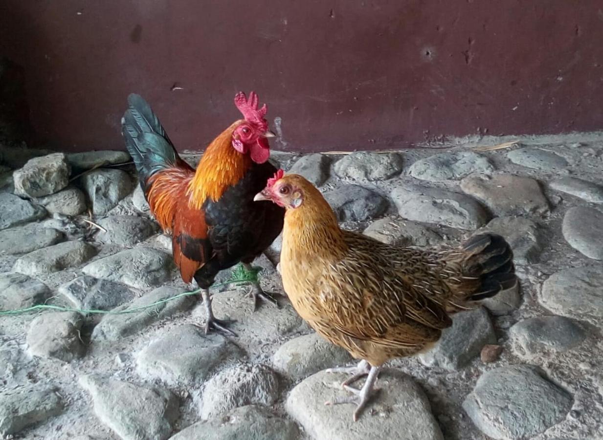 Finca Turistica Santa Clara Hostel กาลาร์กา ภายนอก รูปภาพ